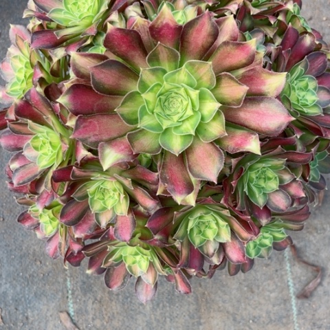 多肉植物韶华锦。