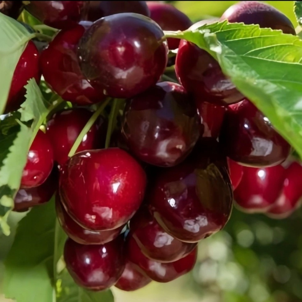 直播间一物一拍车厘子大樱桃树苗阳台庭院盆栽地栽南北方均可种植