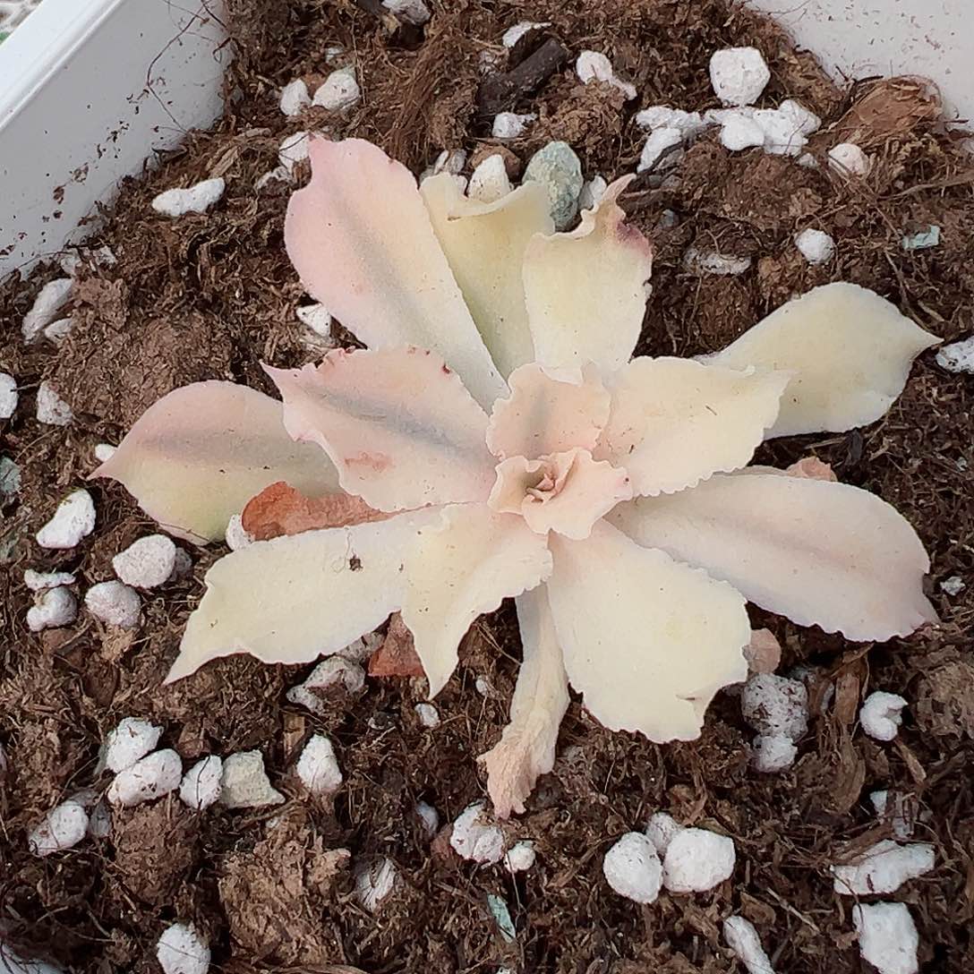 佛罗伦萨锦，半覆轮锦