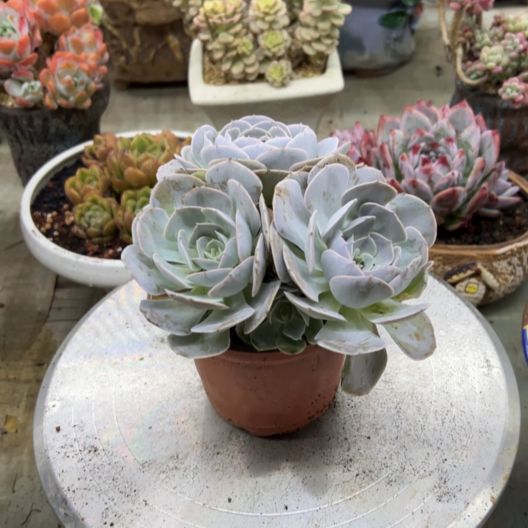 圣卡18 零零多肉植物