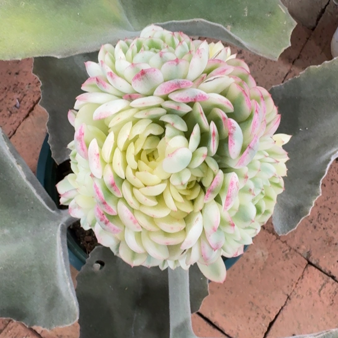 2402白梦幻玫瑰锦多肉植物