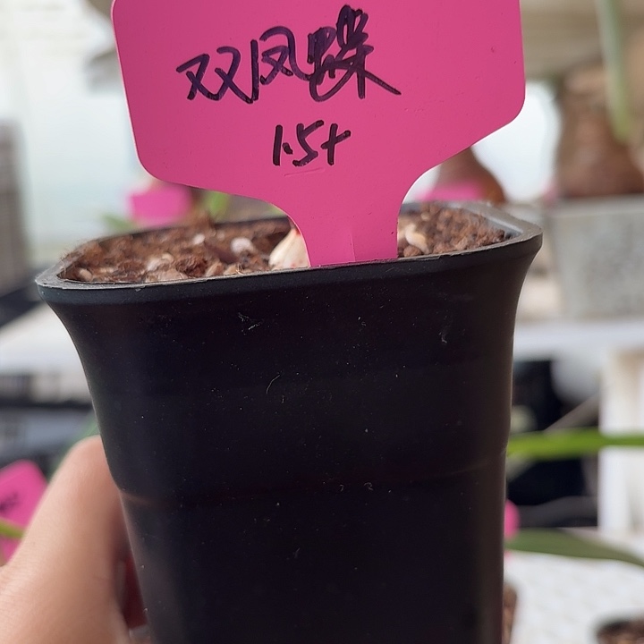 无花朵双凤蝶直径1.5