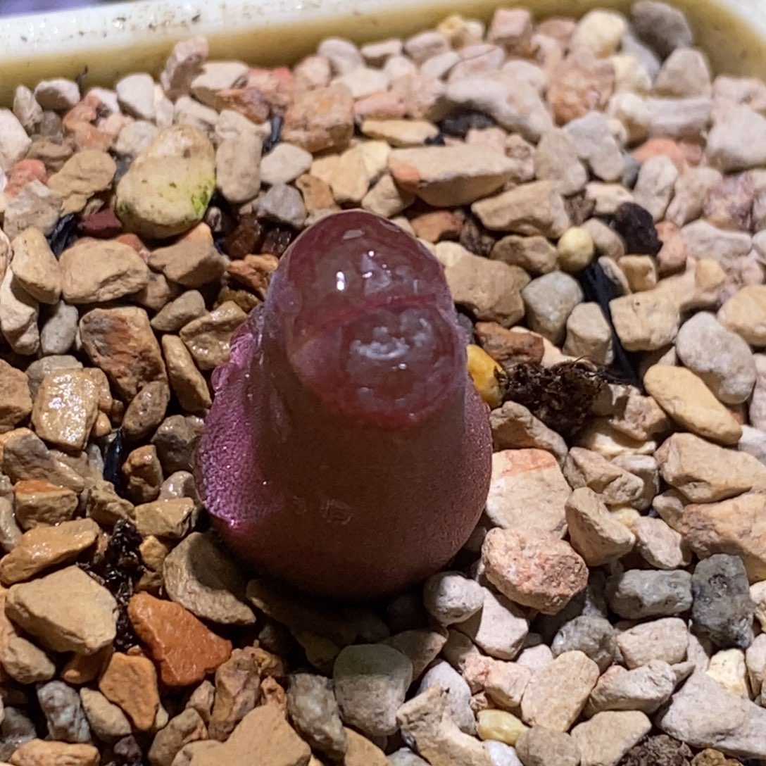 好看好看好看恩东青蛙