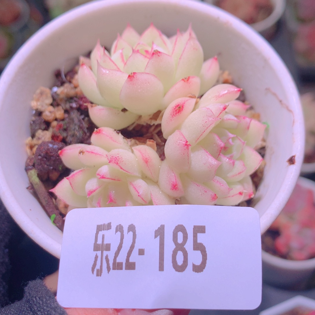 乐然22-185 女王玫瑰 