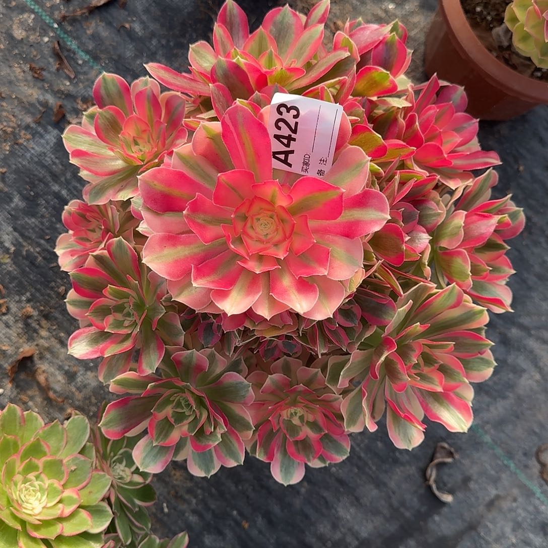 粉女郎多肉法师423