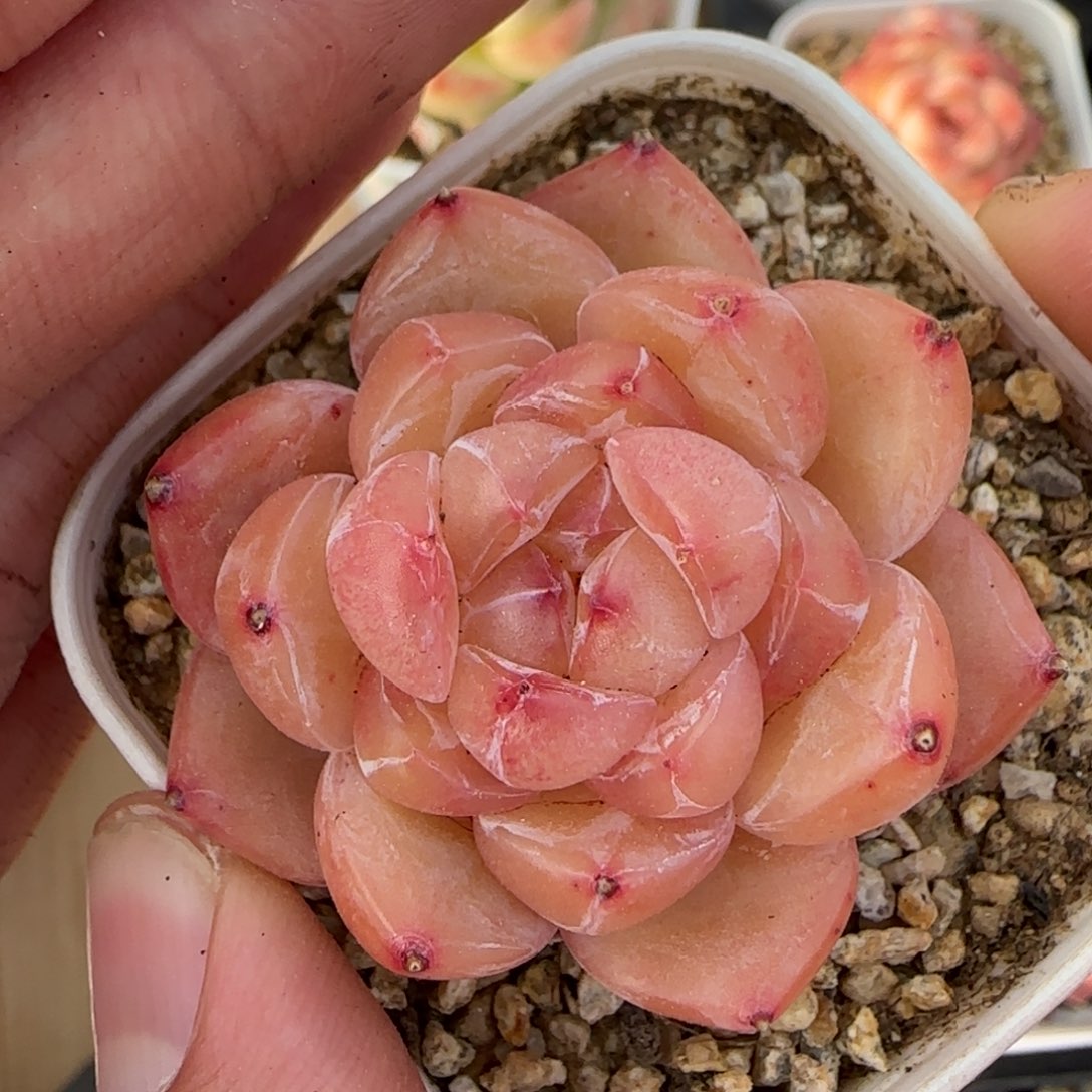 一物一拍砖石珍妮14123