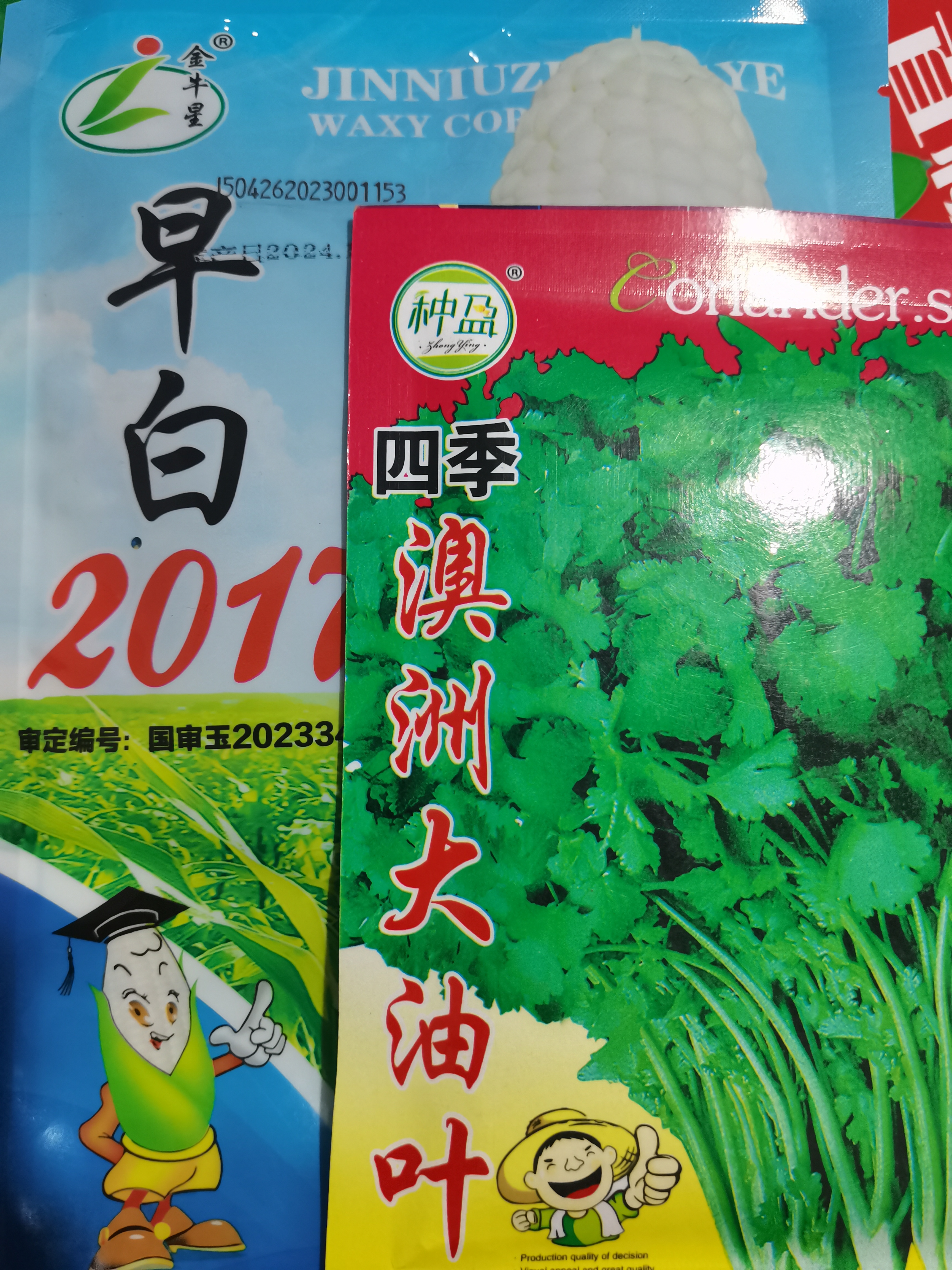 (早白2017)拍3袋送香菜种子
