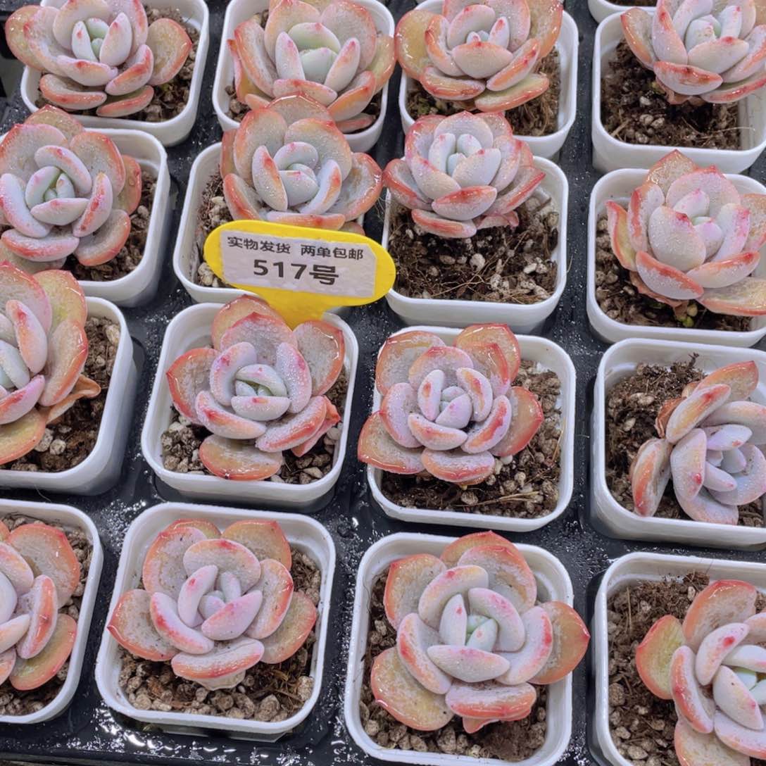 517号宽叶韩货正版奶茶单头一个