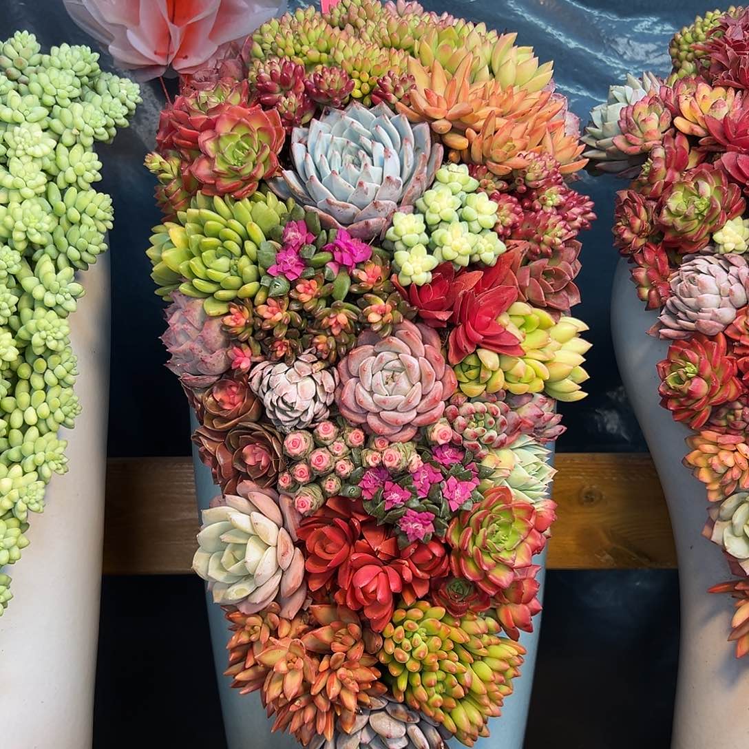 123多肉组合花园组合多肉