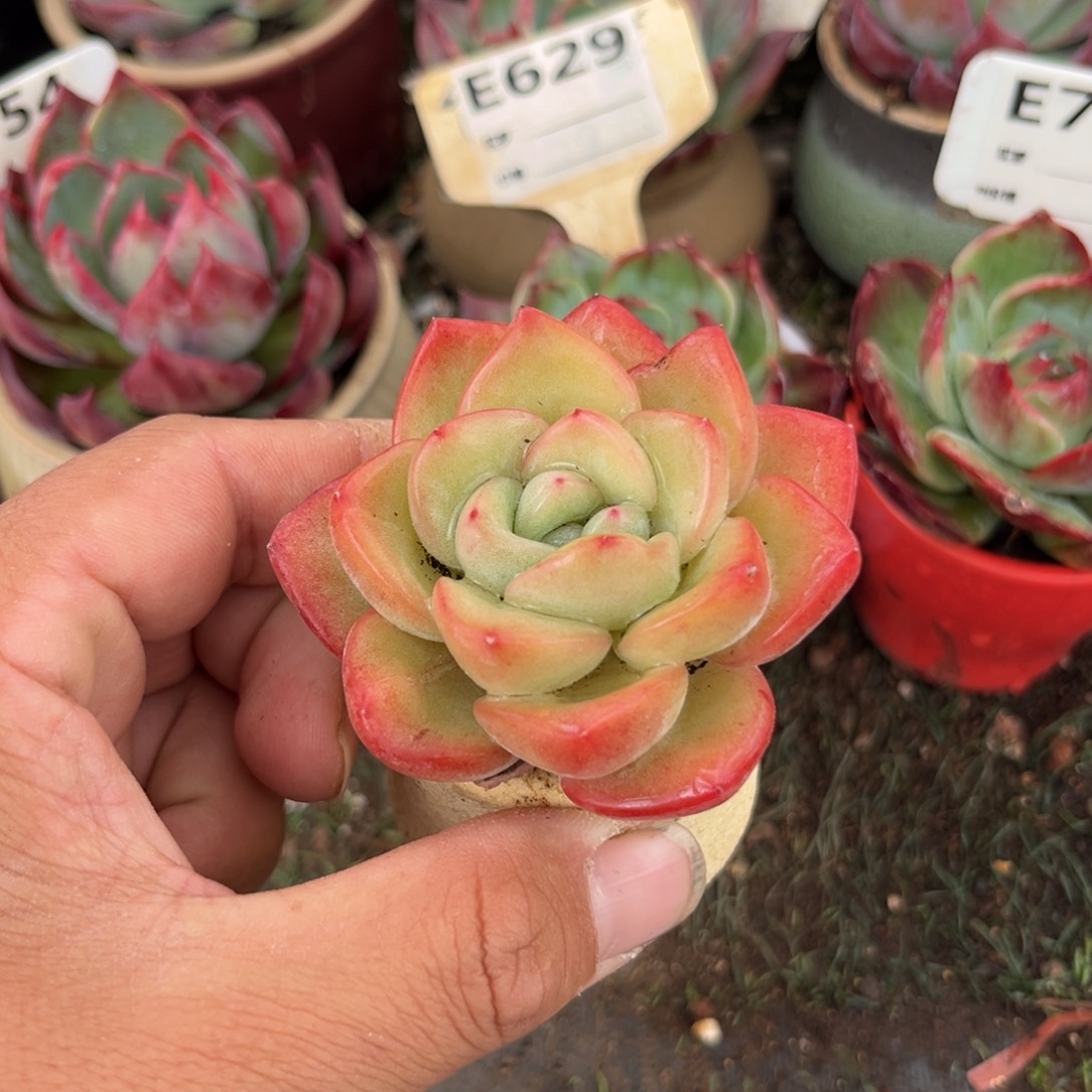 奶油泡芙多肉植物