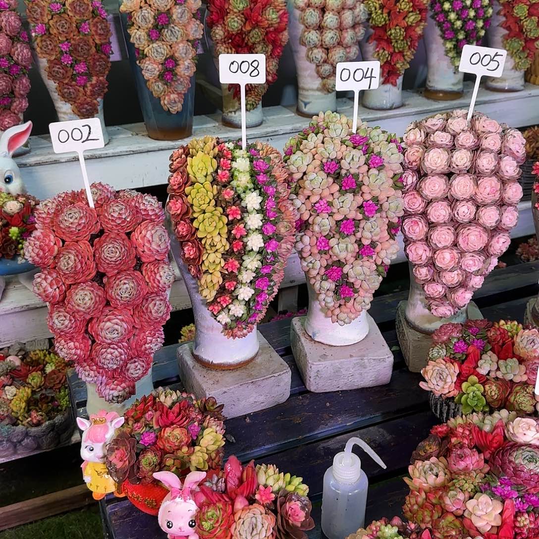 这个是真的很不错4盆