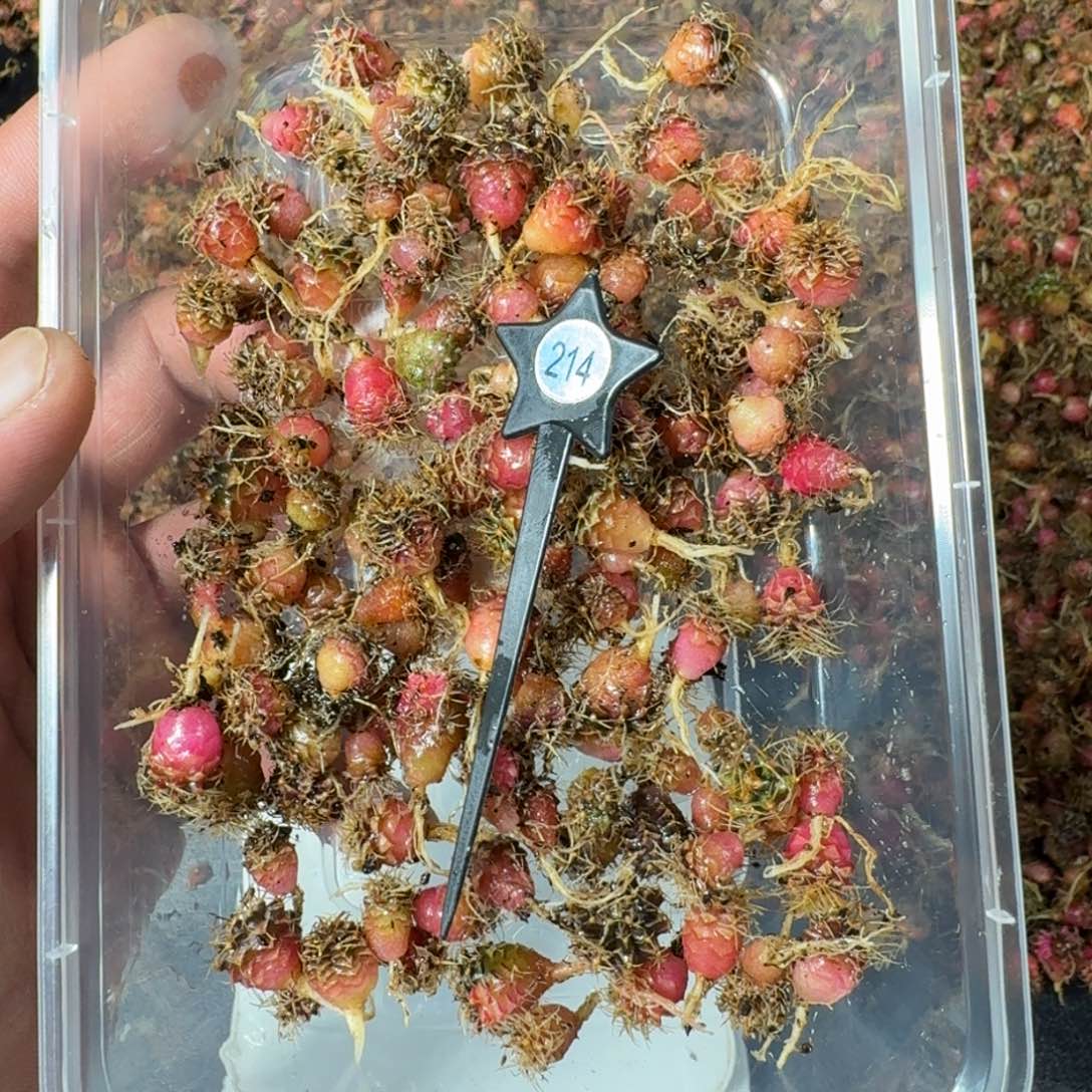 米哈实生自然锦练手球214