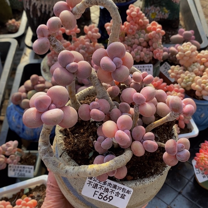 腰子桃蛋老桩13cm569多肉植物