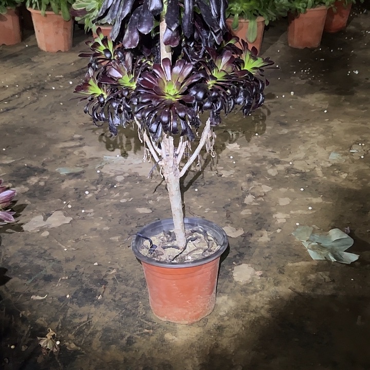 多肉法师植物链接151