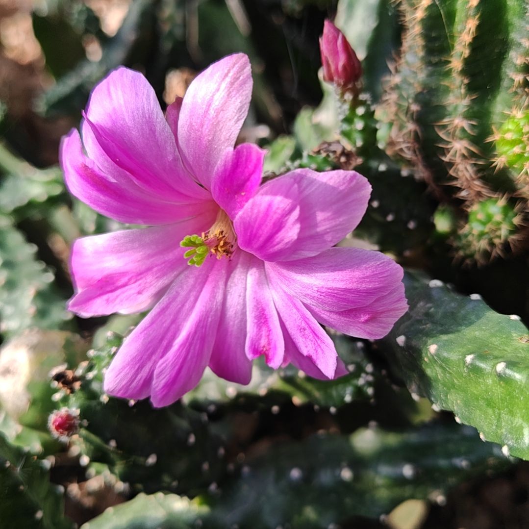水仙情郎侧芽3个福