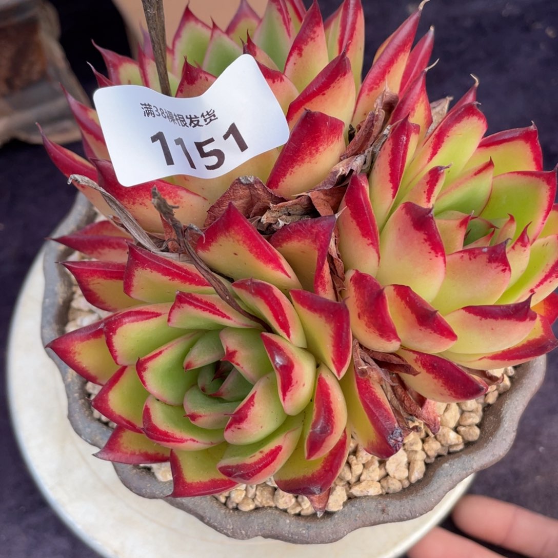 吉***嚞1151东云三头多肉植物一物一拍