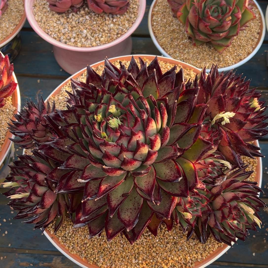 从前慢多肉精选编号0311.原始伊莲娜