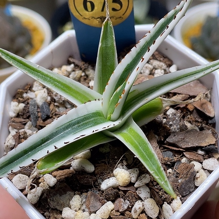 675冰山特选福利一物