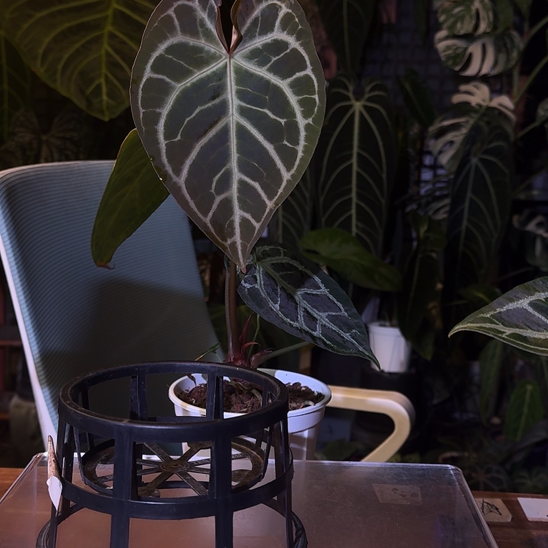 不开花植物D08华丽银杂银骑士