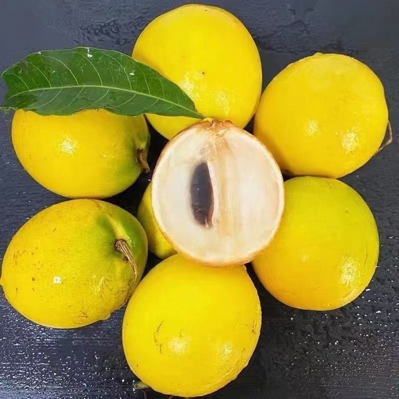 顺丰包邮新鲜水果新鲜冬蜜牛奶黄晶果黄金果雅美果皮薄肉满新鲜多