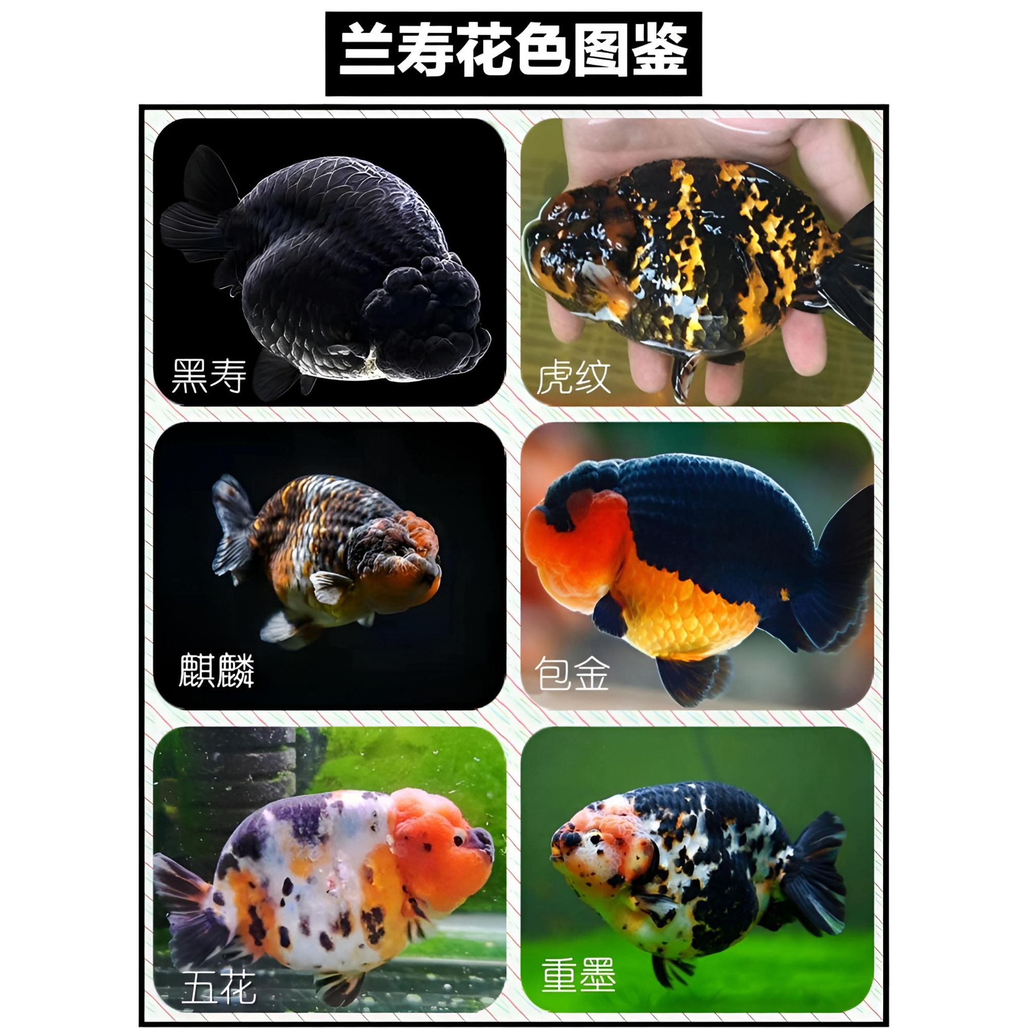 姚志国活体兰寿金鱼