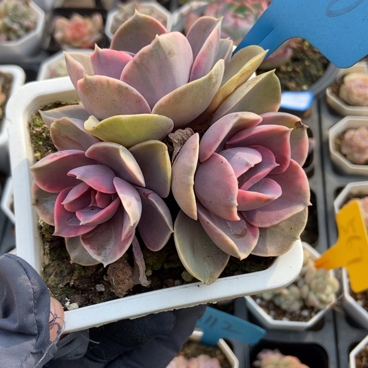 680彩虹多肉植物保护