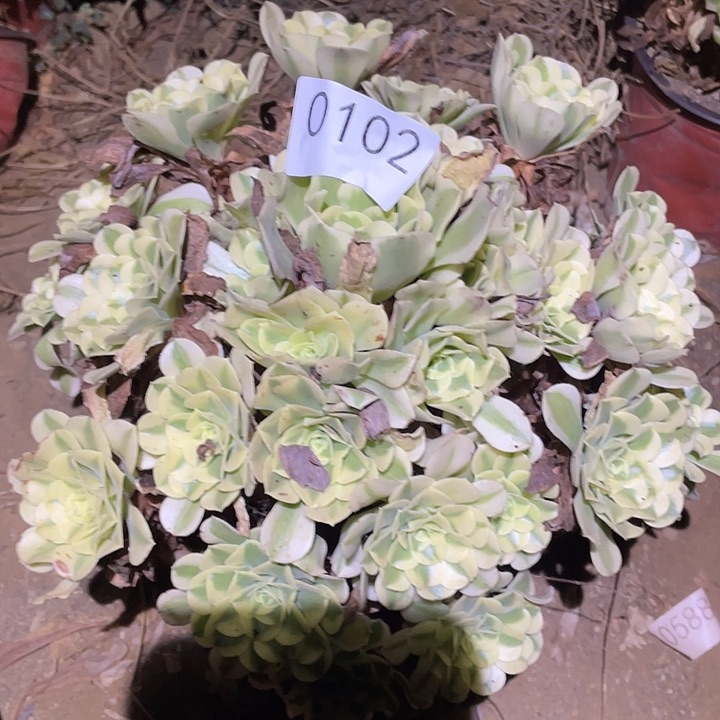多肉植物法师102绿豆沙
