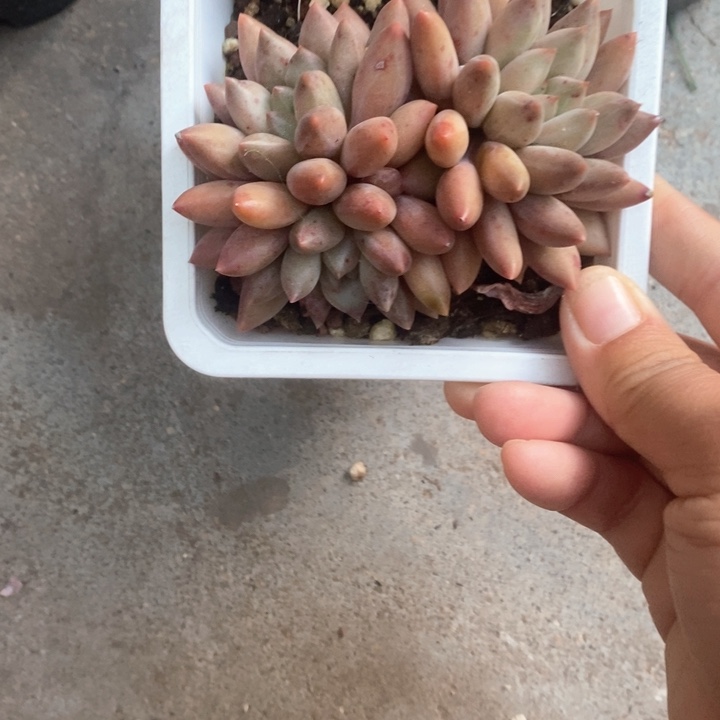 红蜻蜓56789888只包可送h n