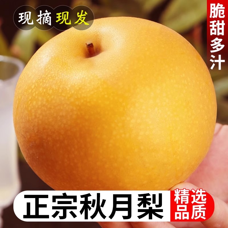 正宗秋月梨当季新鲜现采现摘脆甜多汁冰糖梨雪梨蜜梨水果中秋礼盒