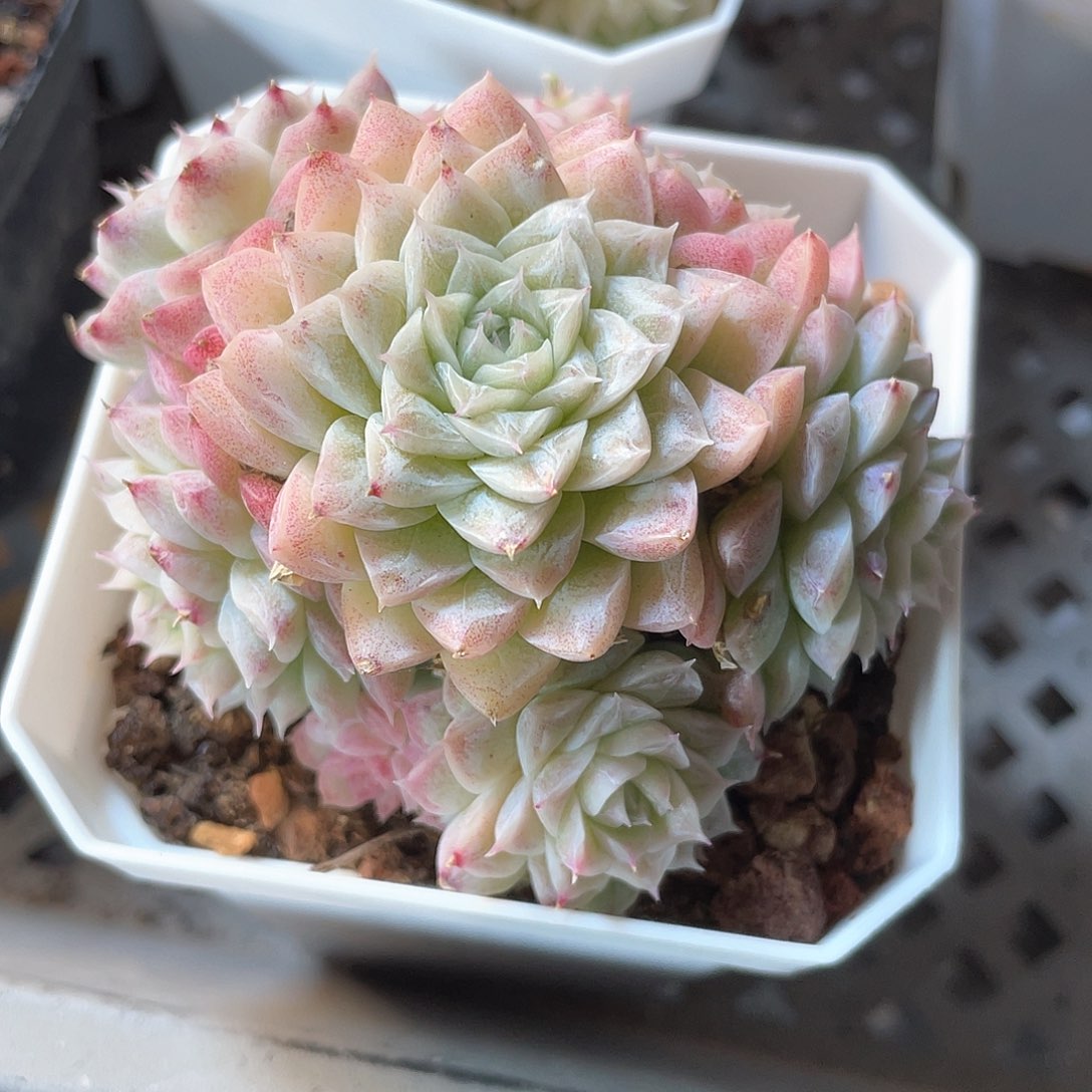 优选女王福利768