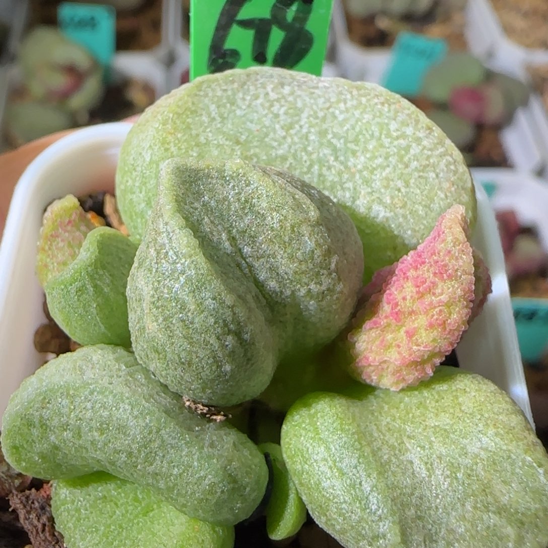 编号678大叶插，四方盆发