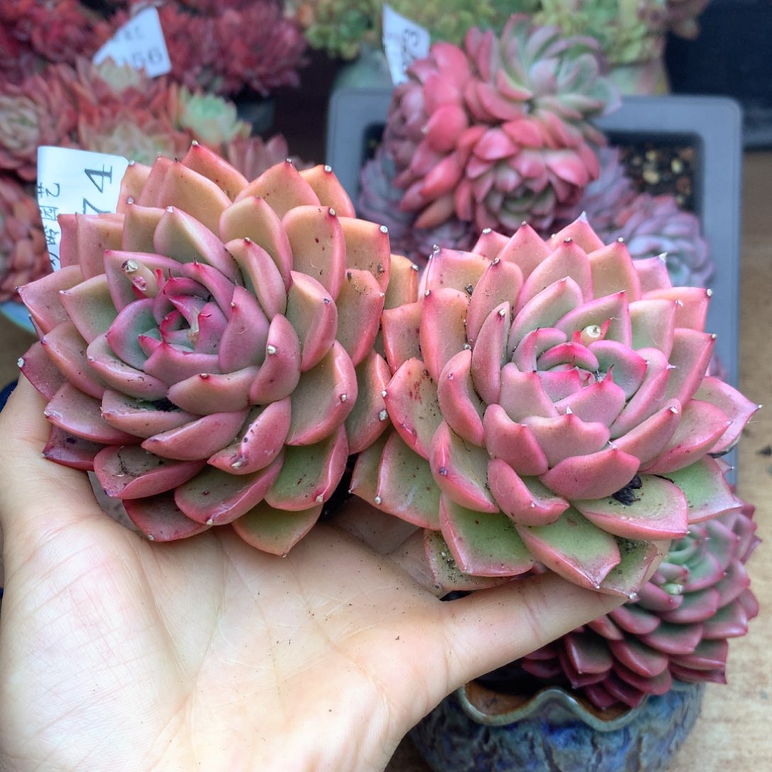 2274杂交多肉植物