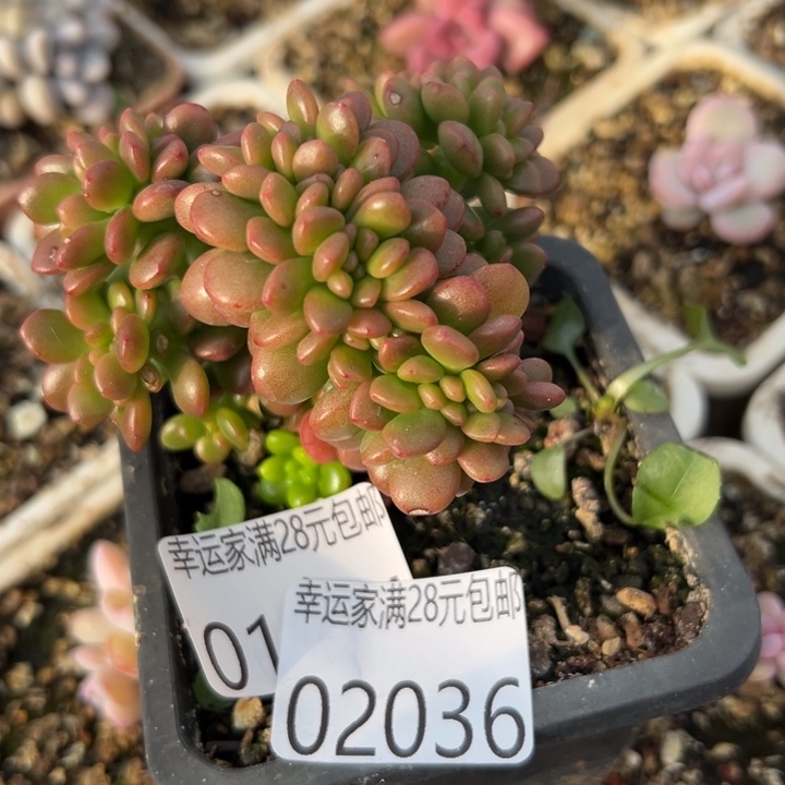 幸运儿是一位非常