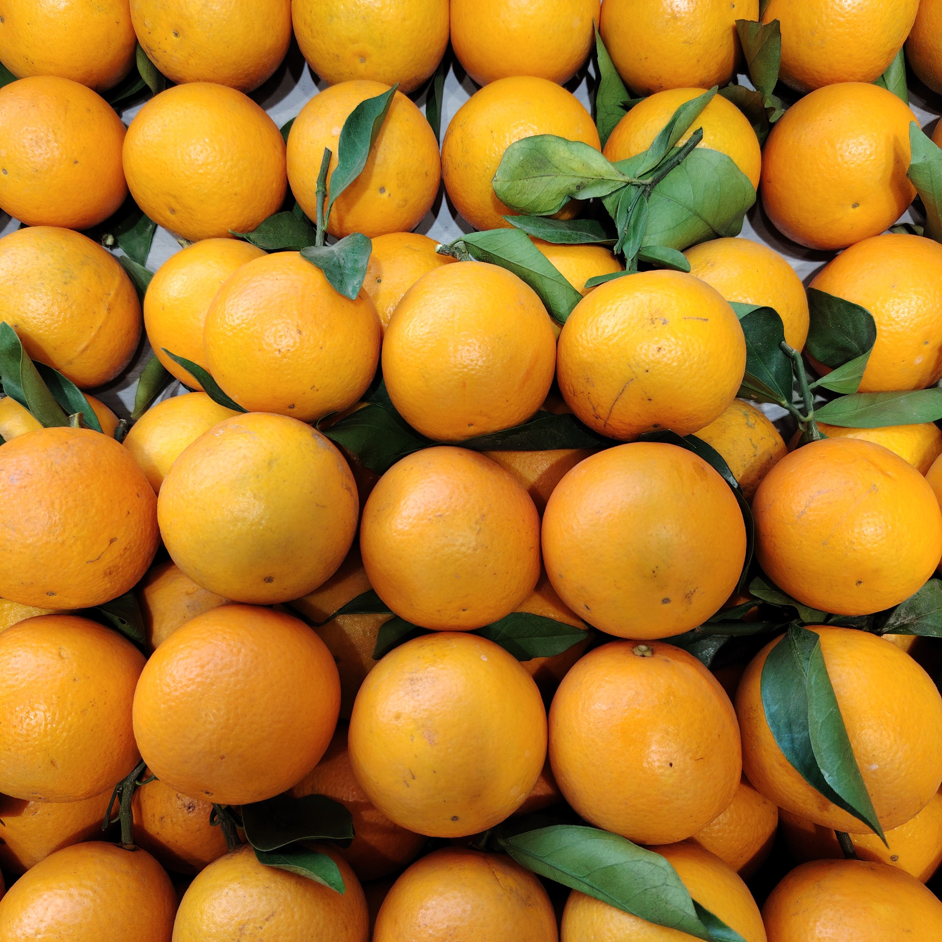 （廉江同城）廉江青平红橙68元十斤