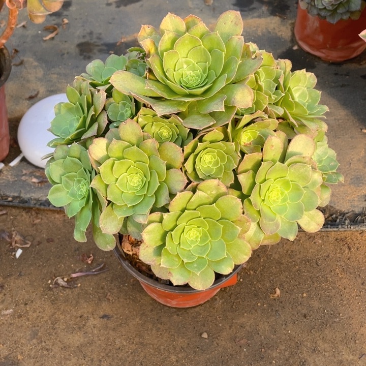 278万圣夜法师多肉断枝不售后