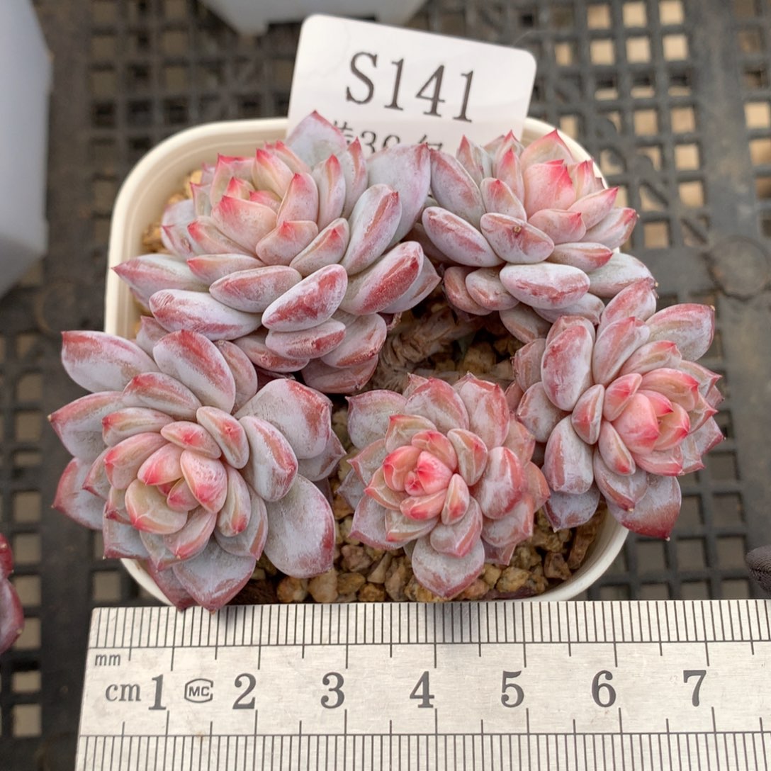 141。老桩玉芙蓉五头整桩。