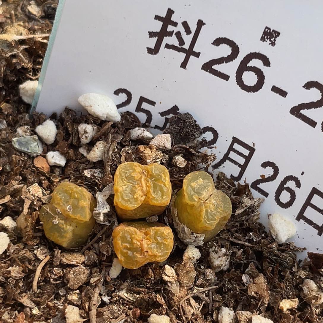 26-28勋章多肉植物