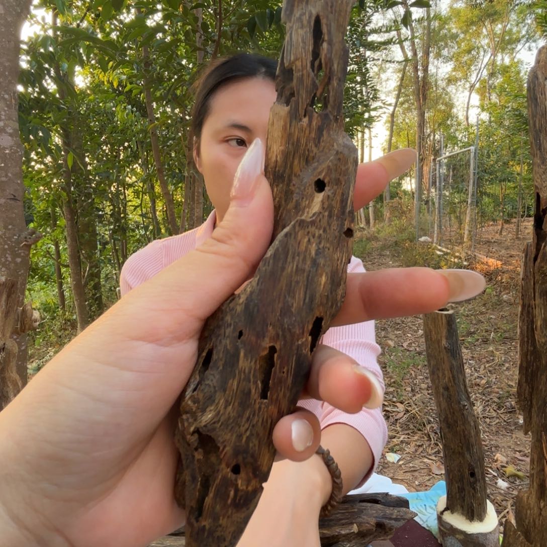 天然虫漏 熏香品香