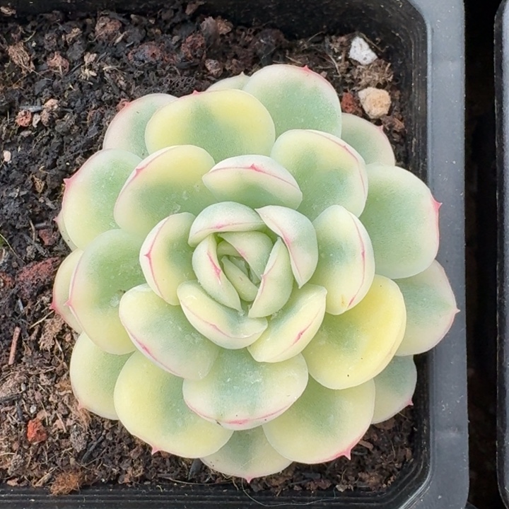 草莓冰锦一物一拍