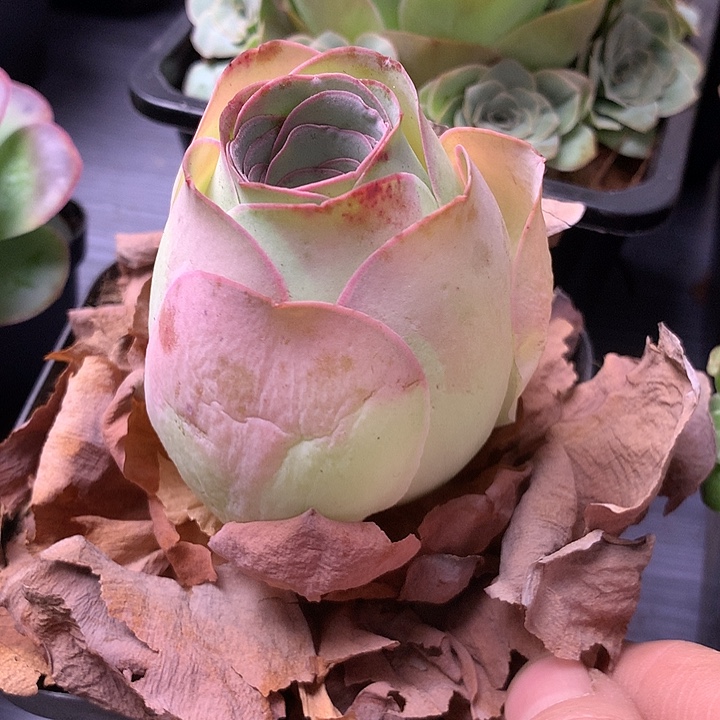 一物一拍星辰盛夏105
