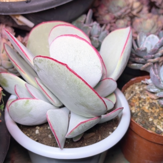 奇*多肉植物的植物