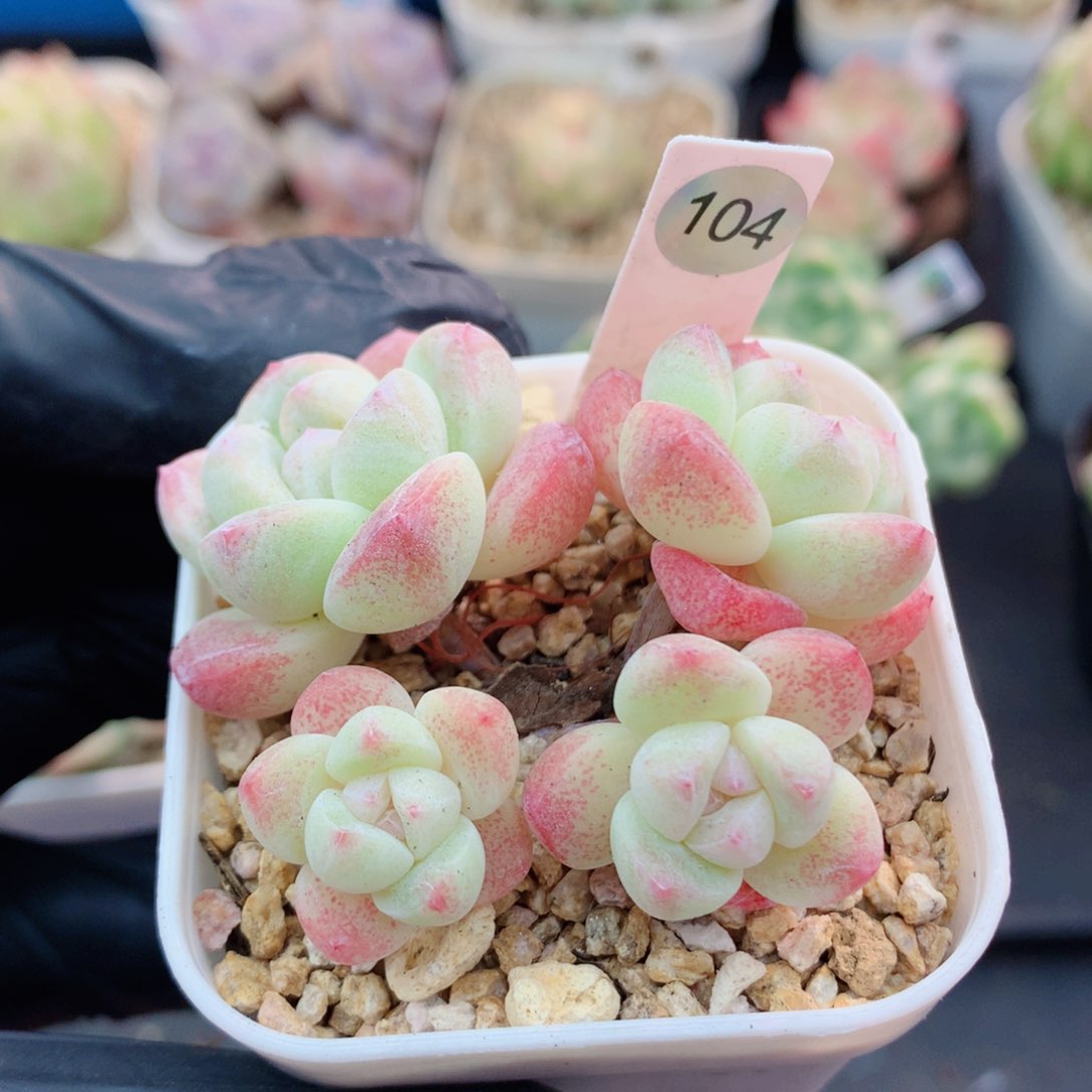 哈哈58包邮  群生不包整104