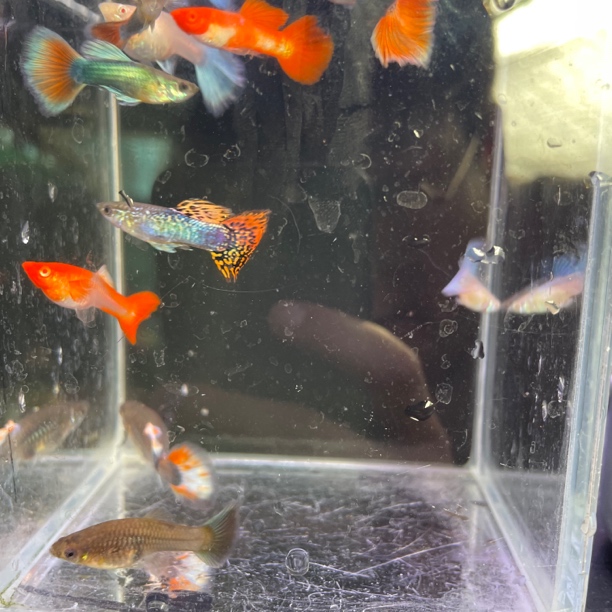 全家福10条孔雀鱼