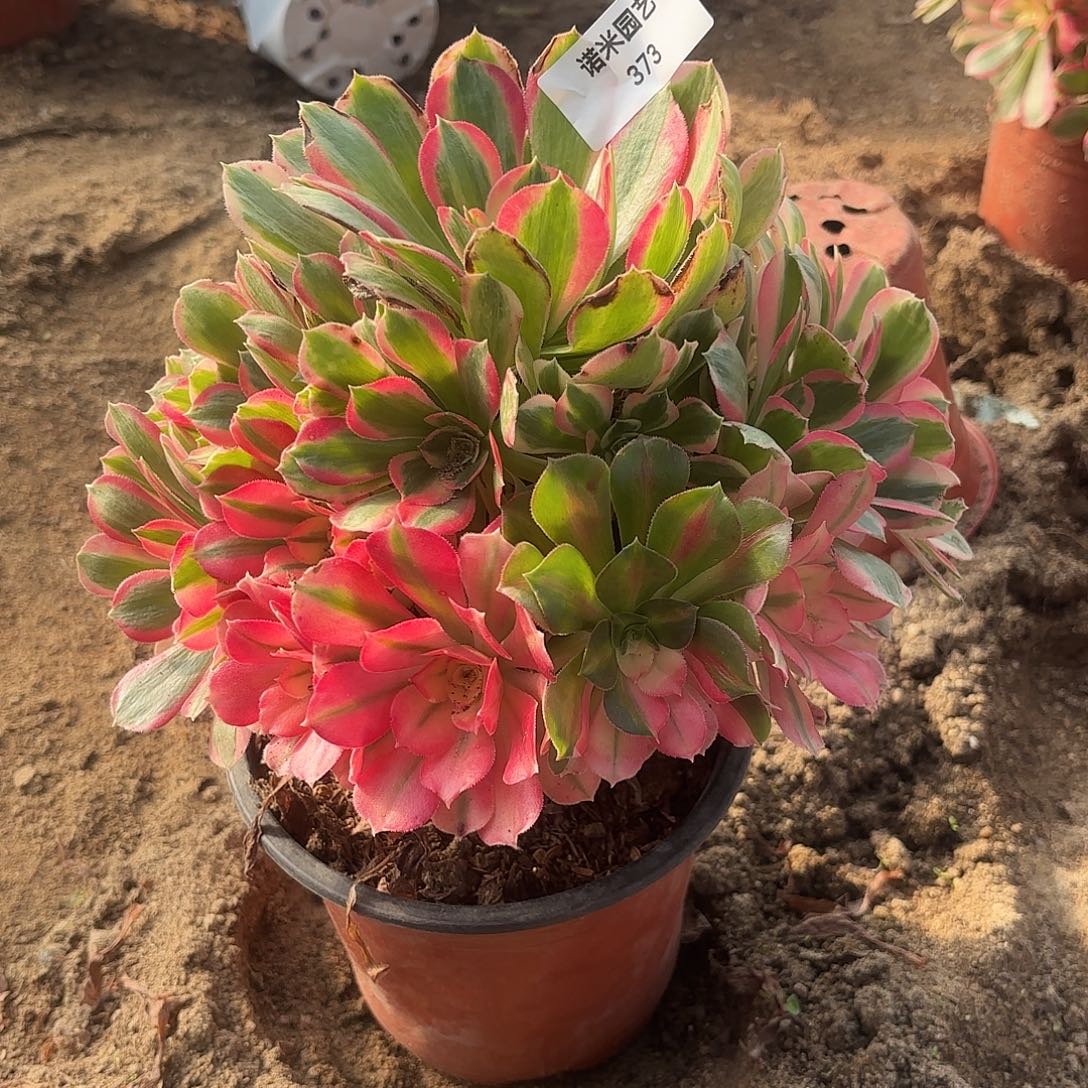 七彩石多肉植物373
