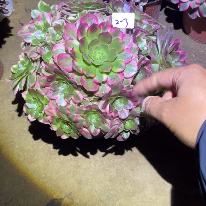 1-2-3雨荷法师锦多肉