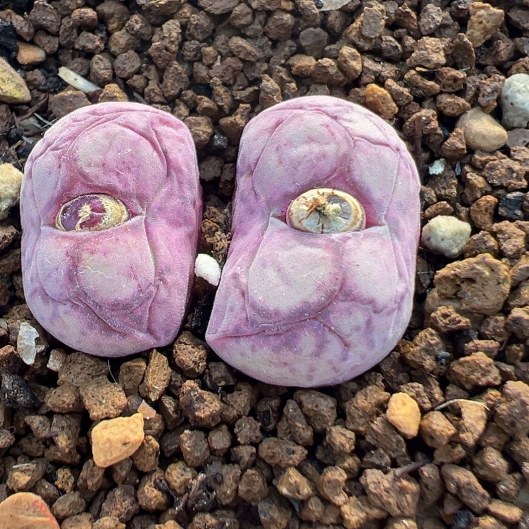 23多肉植物八重亘姬