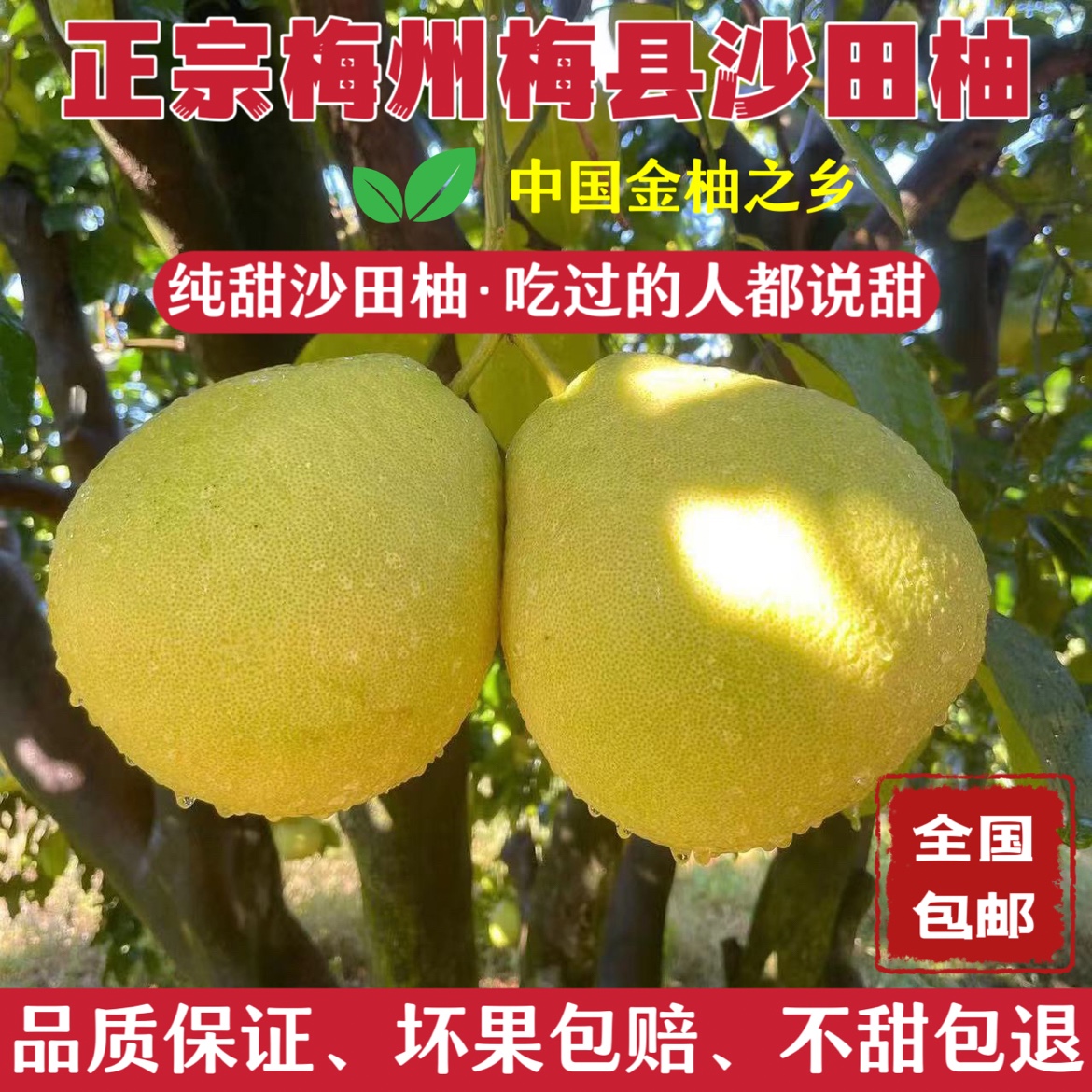 广东特产正宗梅州梅县沙田柚纯甜白心金柚当季新鲜孕妇水果非容县