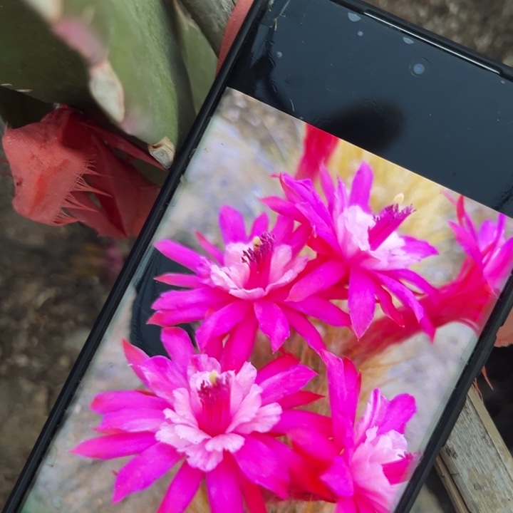 魏可多斯夫无根侧牙一个10cm