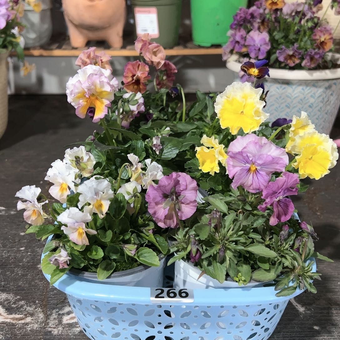 【闪购商品】266号