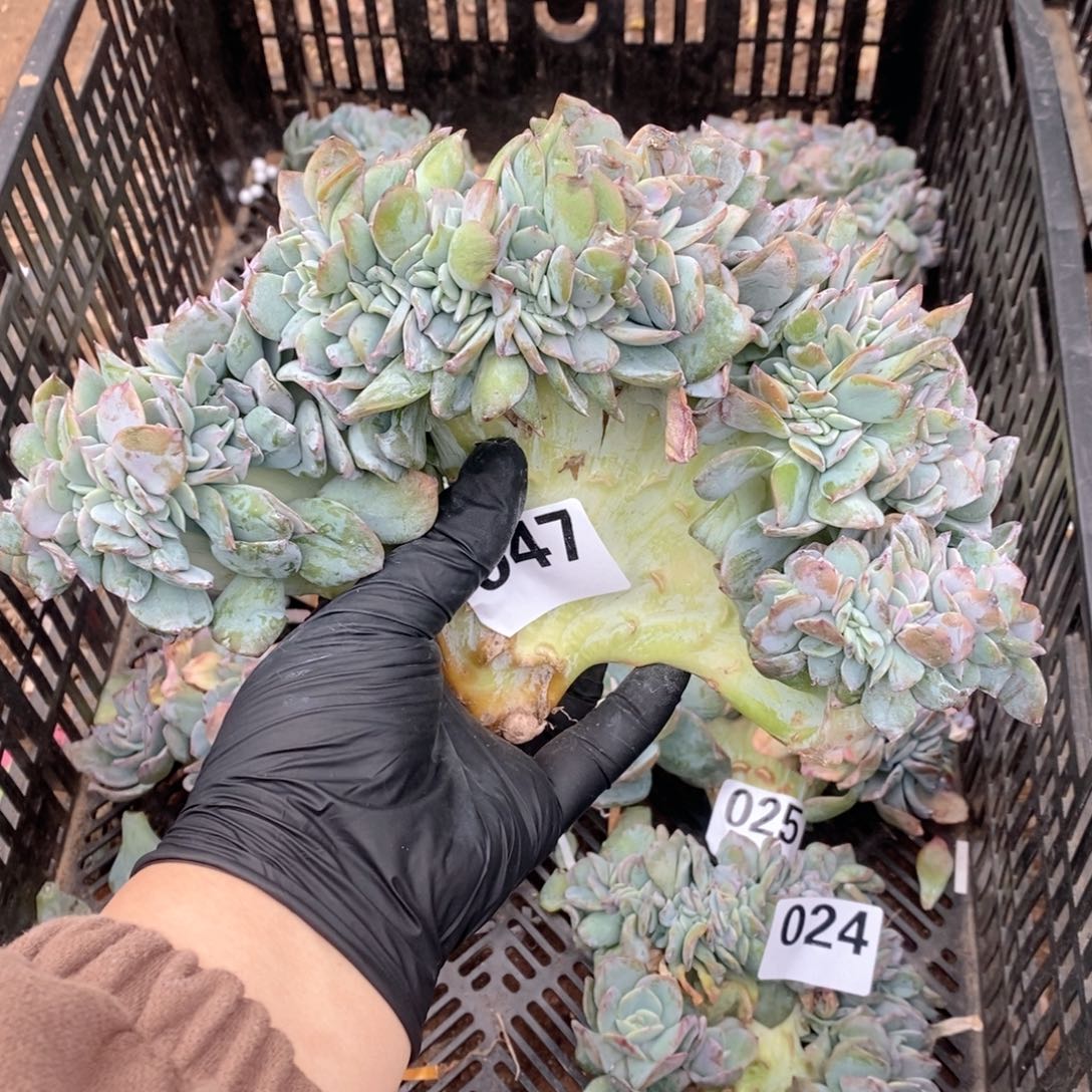 妮***粿47 白凤缀瑕疵哇哇哇